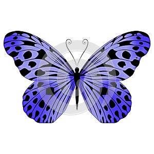 Beautiful exotic butterfly motley purple color.Vector illustration  on a white background.