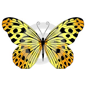 Beautiful exotic butterfly motley yellow. Vector illustration on a white background.