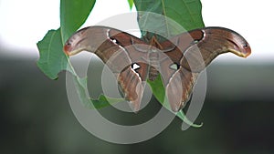 Beautiful exotic butterfly sitting on leaf spreading wings, insects for pets