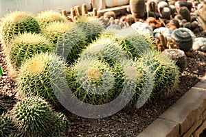 Beautiful exotic cacti on succulent plante