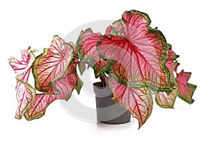 Beautiful exotic `Caladium Florida Sweetheart` plant with beautiful pink and green leaves on white background