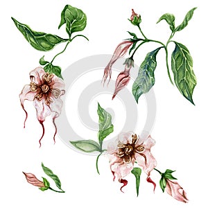 Beautiful exotic floral set Strophanthus or Spider tresses flowers on twig with leaves. Isolated on white background.