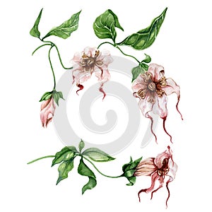 Beautiful exotic floral set Strophanthus or Spider tresses flowers on twig with leaves. Isolated on white background.