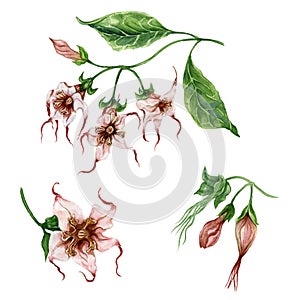 Beautiful exotic floral set Strophanthus or Spider tresses flowers on twig with leaves. Isolated on white background. photo
