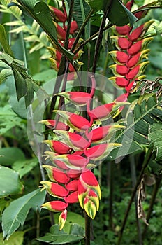 beautiful exotic flower heliconia rostrata from the botanical rockery of a field in spring morning sun with red yellow orange