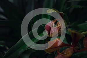 Beautiful exotic flower orchid in a greenhouse in Thailand