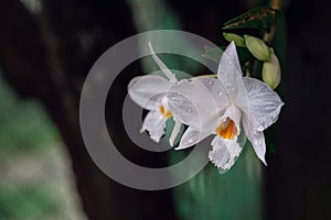 Beautiful exotic flower orchid in a greenhouse in Thailand