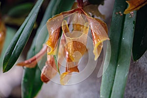 Beautiful exotic flower orchid in a greenhouse in Thailand