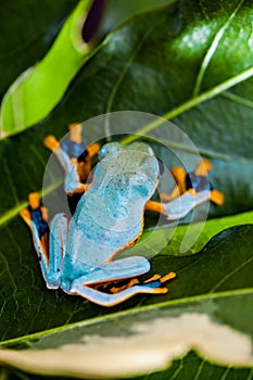 Beautiful exotic frog