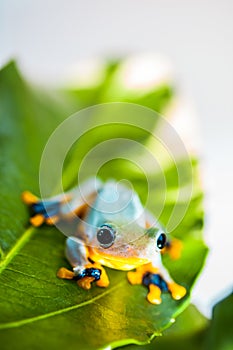 Beautiful exotic frog