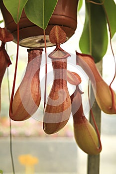 Beautiful and exotic Nepenthes alata plant in the garden