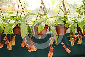 Beautiful and exotic Nepenthes alata plant in the garden