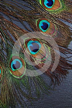 Beautiful exotic peacock feather eyes