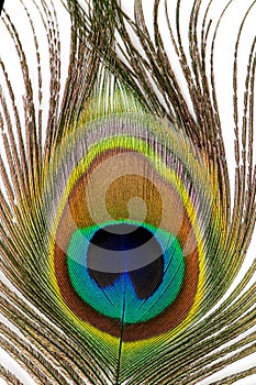 Beautiful exotic peacock feathers on white background. Close up