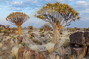 Beautiful exotic quiver tree in rocky and arid Namibian landscape, Namibia, Southern Africa