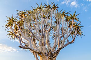 Beautiful exotic quiver tree in rocky and arid Namibian landscape, Namibia, Southern Africa