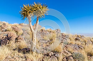 Beautiful exotic quiver tree in rocky and arid Namibian landscape, Namibia, Southern Africa