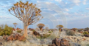 Beautiful exotic quiver tree in rocky and arid Namibian landscape, Namibia, Southern Africa