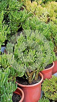 Beautiful Exotic Rare crassula ovata gollum Finger Jade Plant from a nursery Garden