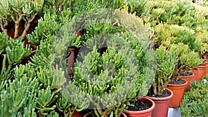 Beautiful Exotic Rare crassula ovata gollum Finger Jade Plant from a nursery Garden