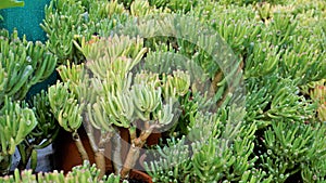 Beautiful Exotic Rare crassula ovata gollum Finger Jade Plant from a nursery Garden