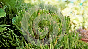 Beautiful Exotic Rare crassula ovata gollum Finger Jade Plant from a nursery Garden
