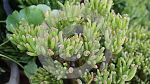 Beautiful Exotic Rare crassula ovata gollum Finger Jade Plant from a nursery Garden