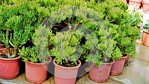 Beautiful Exotic Rare crassula ovata gollum Finger Jade Plant from a nursery Garden