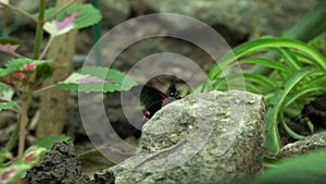 Beautiful exotic red black butterfly sitting on stone, insects pets, entomology