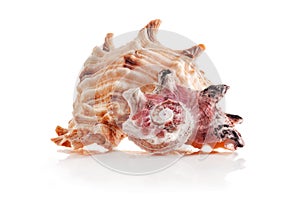 Beautiful exotic sea shell Angaria delphinus and Murex photo