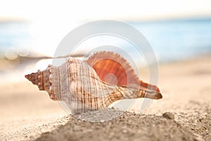 Beautiful exotic sea shell on beach