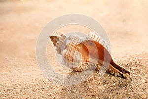 Beautiful exotic sea shell on beach