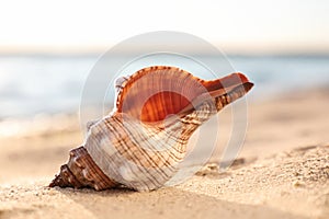 Beautiful exotic sea shell on beach