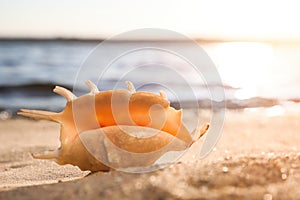 Beautiful exotic sea shell on beach