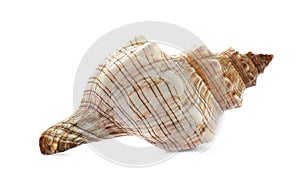 Beautiful exotic sea shell isolated