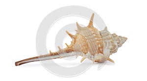 Beautiful exotic sea shell isolated