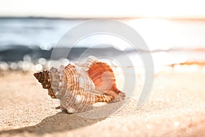 Beautiful exotic sea shell on sandy beach