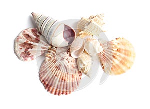 Beautiful exotic sea shells isolated on white, top view