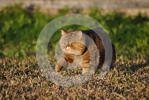 Beautiful exotic shorthair cat