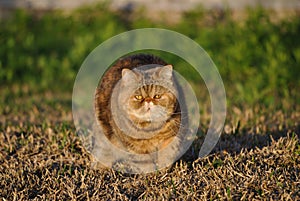 Beautiful exotic shorthair cat