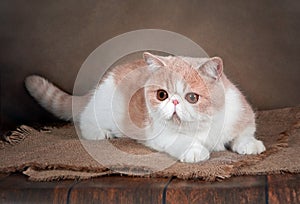 A beautiful exotic Shorthair cat lies on the brown background of the Studio