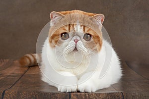 beautiful exotic shorthair cat lies on the brown background of the studio