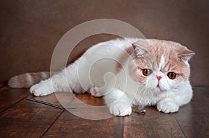 A beautiful exotic Shorthair cat lies on the brown background of the Studio