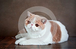 A beautiful exotic Shorthair cat lies on the brown background of the Studio