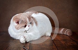 A beautiful exotic Shorthair cat lies on the brown background of the Studio