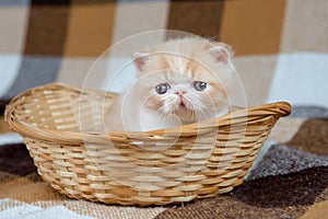 A beautiful exotic Shorthair cat lies on the brown background of the Studio.