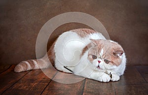 A beautiful exotic Shorthair cat lies on the brown background of the Studio.