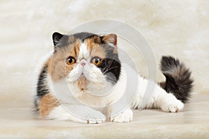 beautiful exotic shorthair cat lies on light background of studio