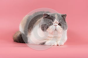 beautiful exotic shorthair cat lies on pink studio background photo