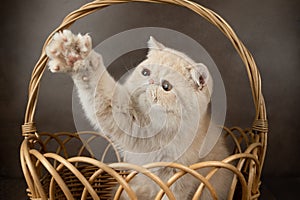 A beautiful exotic shorthair cat lies in a wicker basket on a brown studio background.
